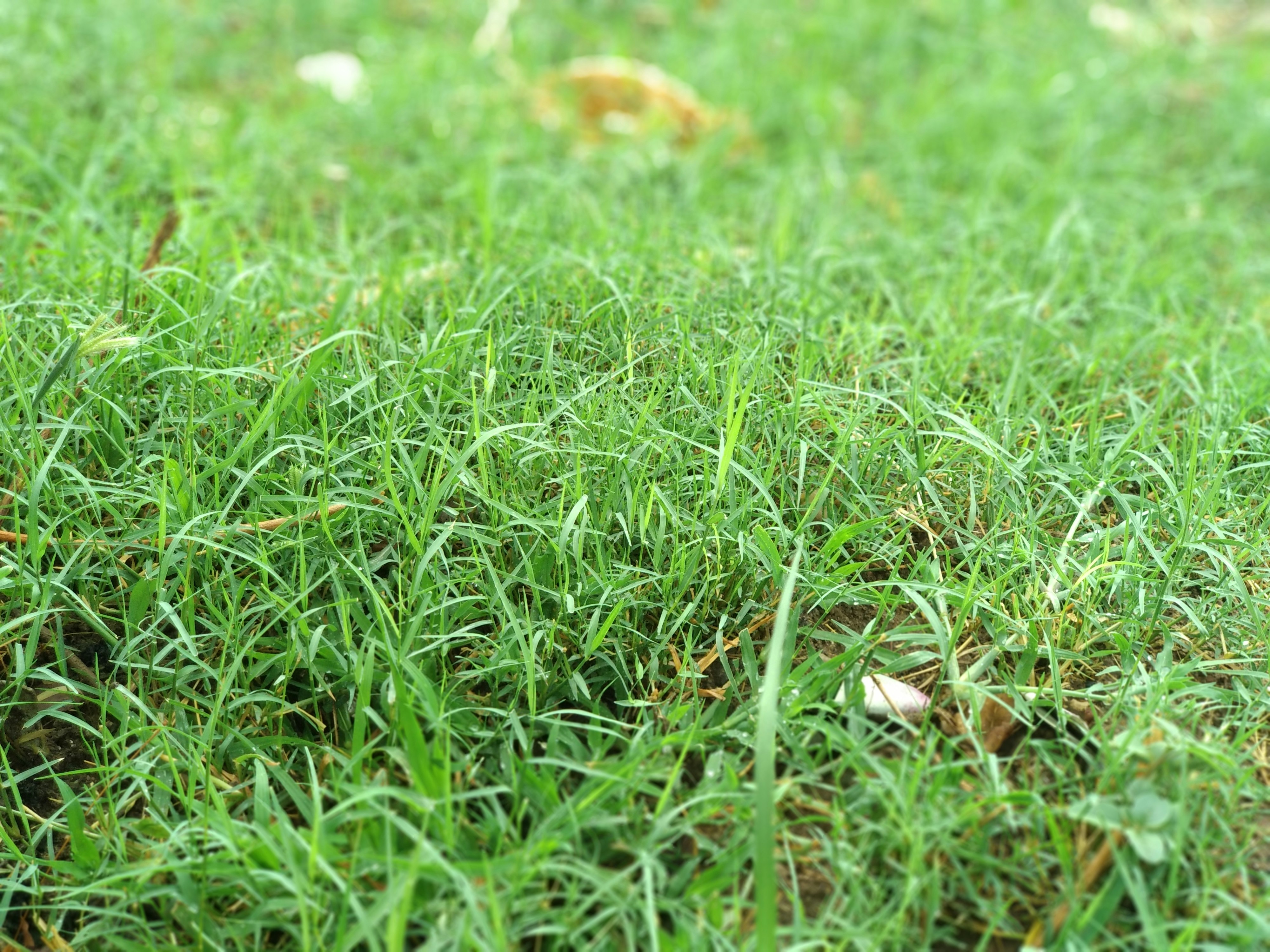 Buffalograss Types and Cultivars: Choosing the Right Variety - lawn care tips lawn care