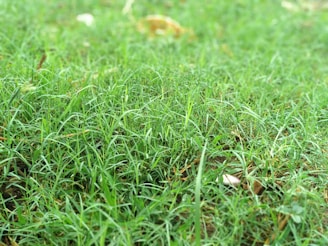 grass field
