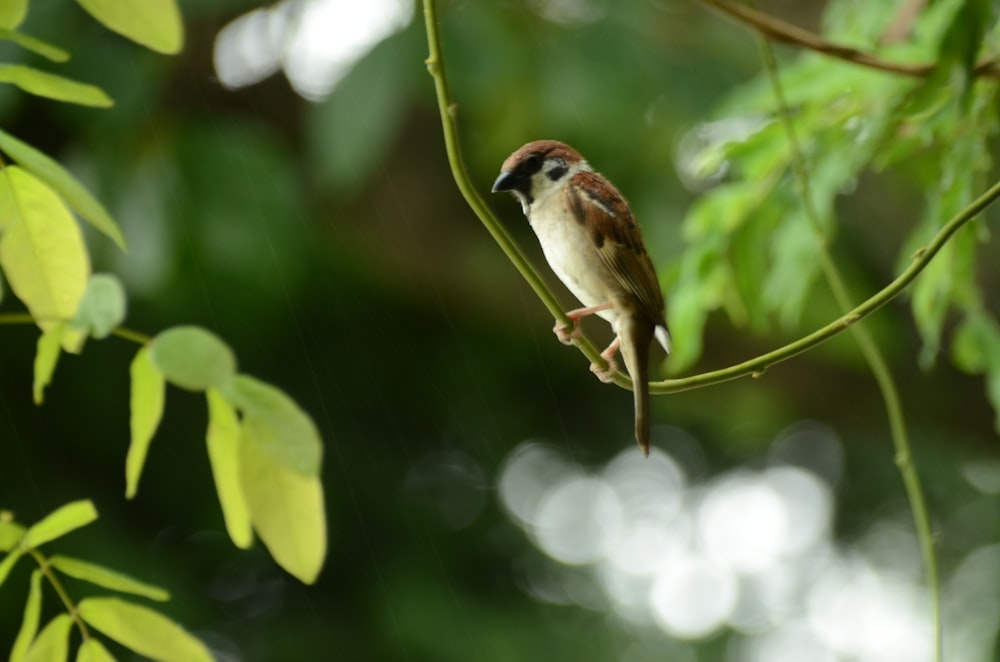 white and brown bird perching on green vine during daytime