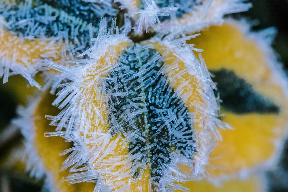 Eis bildet sich auf der Blüte