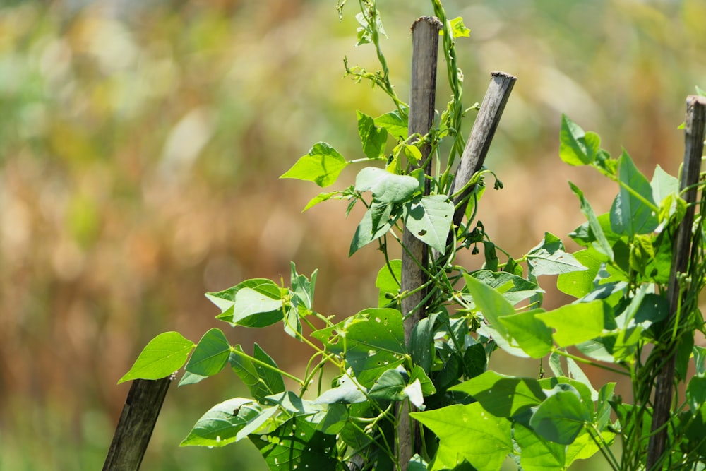 green leafed plant