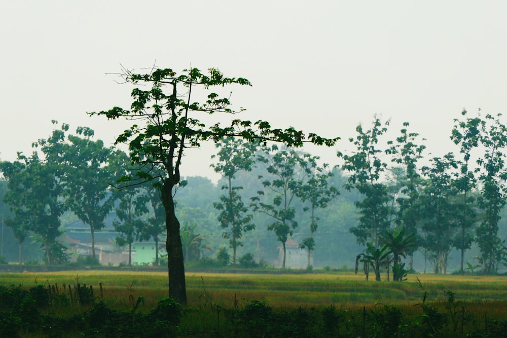 les arbres et les plantes pendant la journée ;