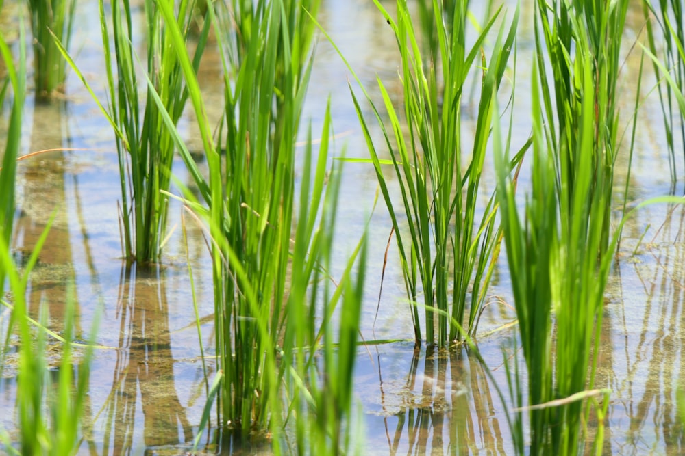 rice field during daytime closed-up photography