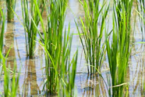 rice field during daytime closed-up photography