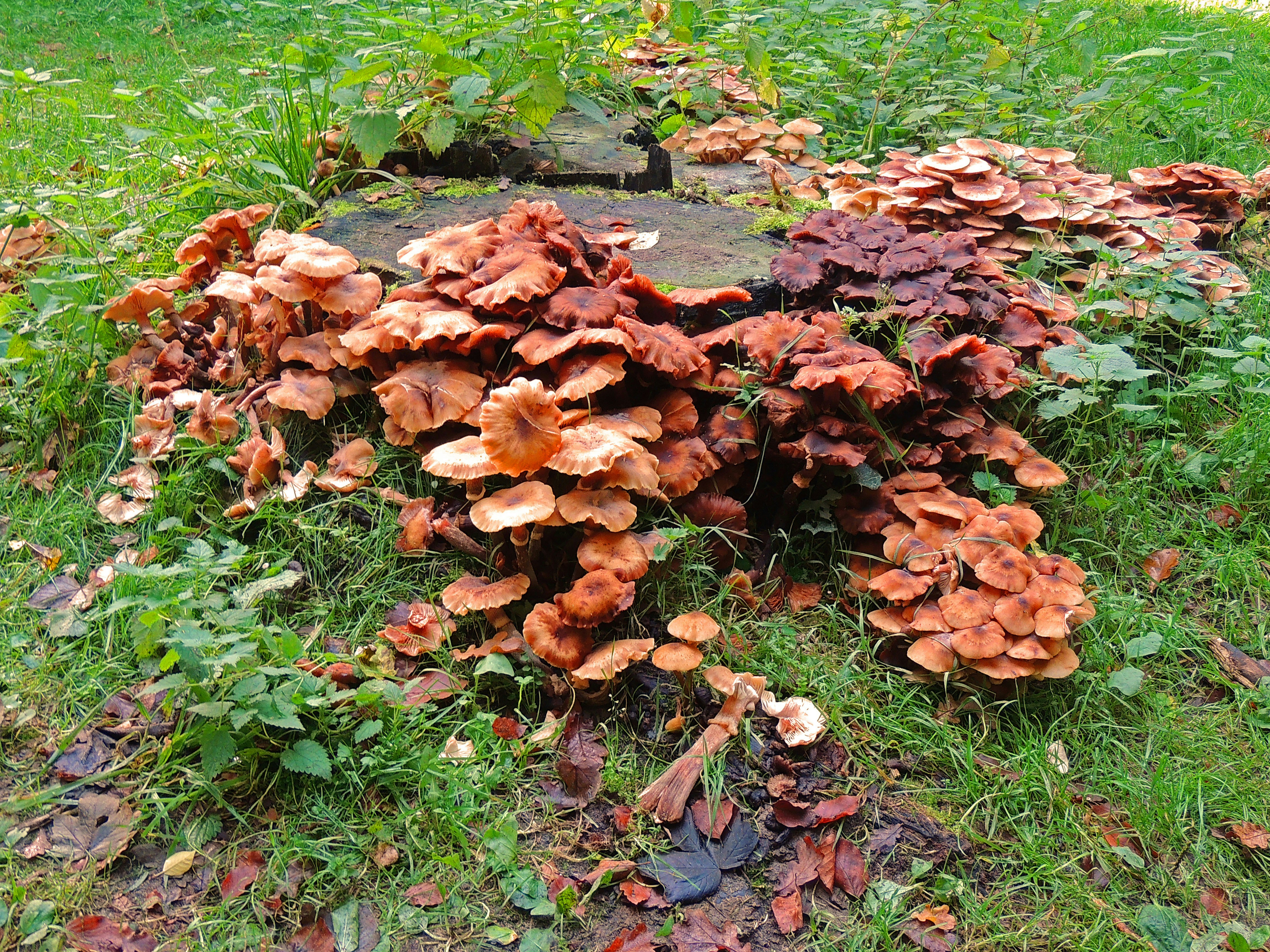 fungi on green grass