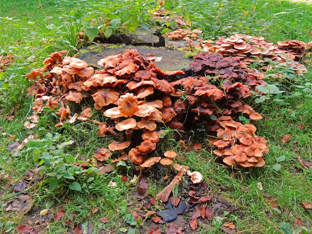 fungi on green grass