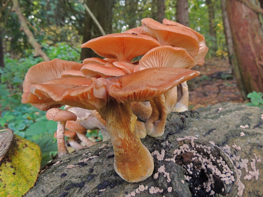 brown mushrooms