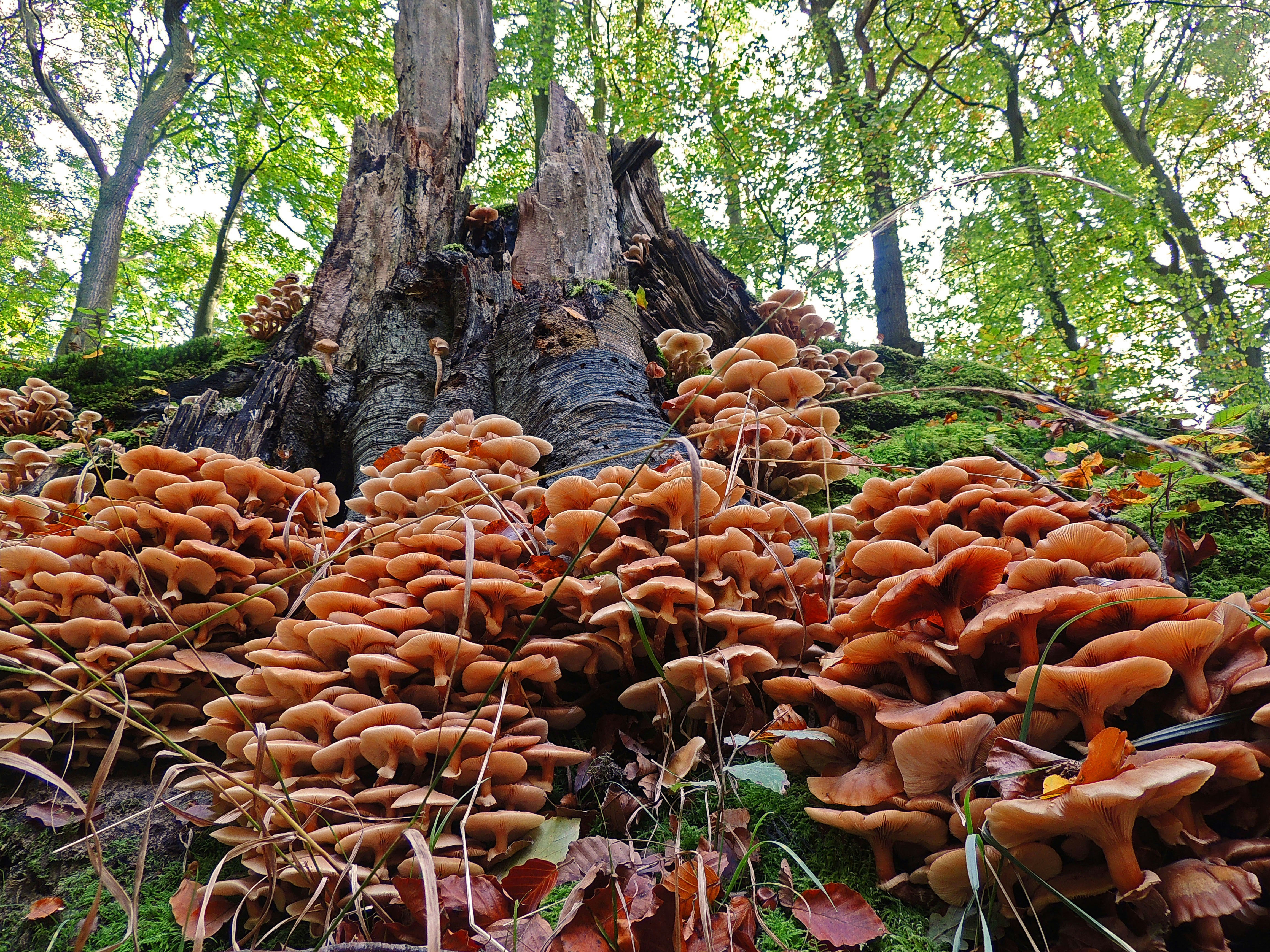 orange mushroom tree