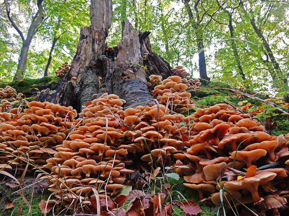 orange mushroom tree