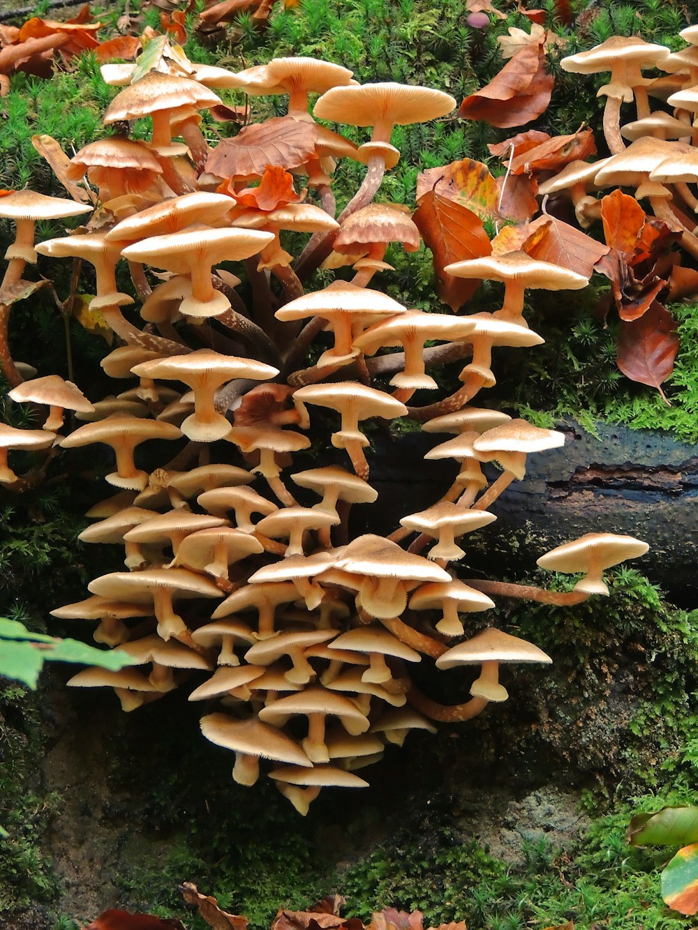 brown mushrooms