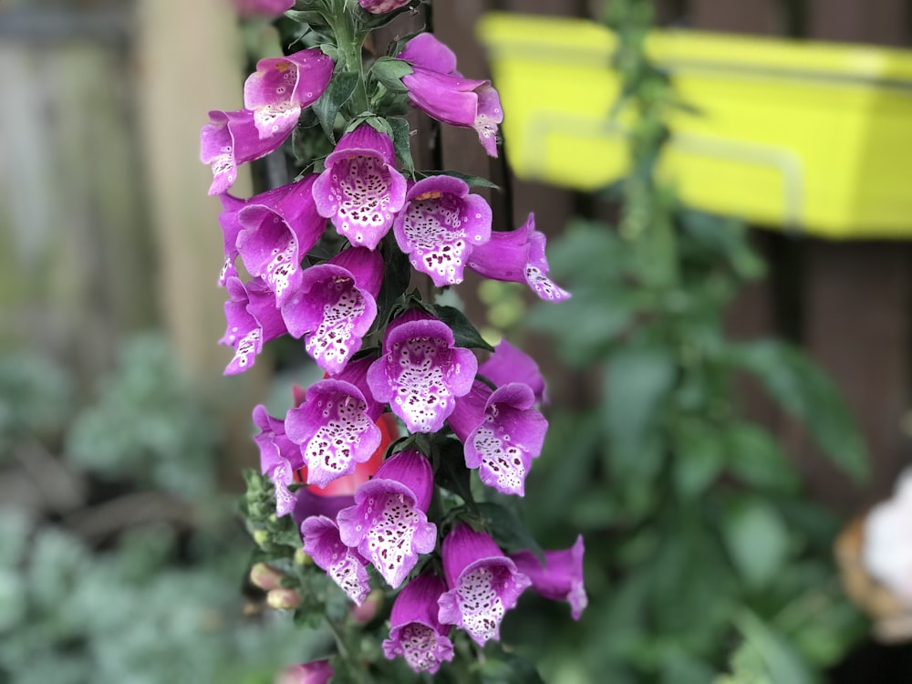 purple and white-petaled flower