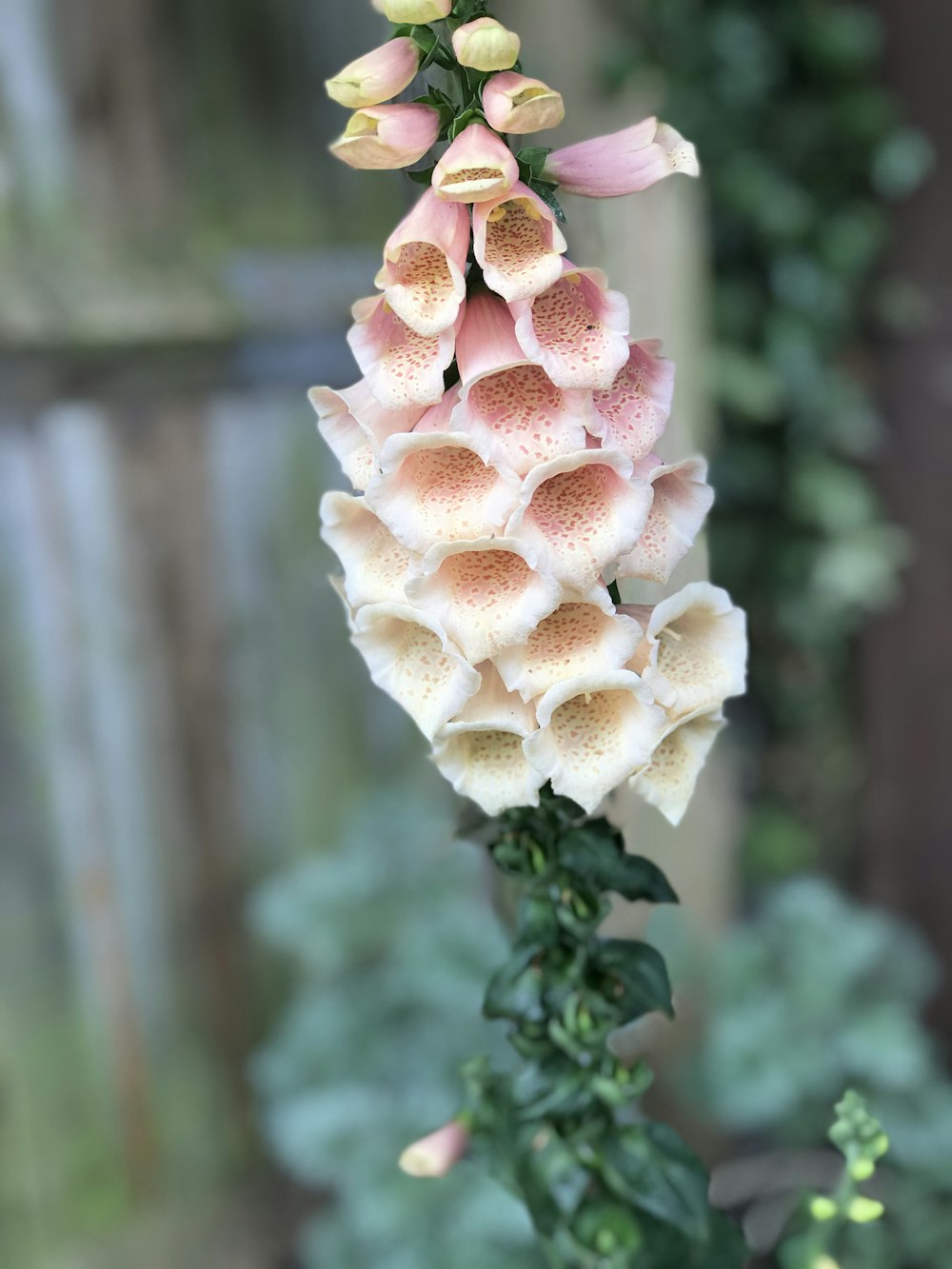 selective-focus photograph of pink and white petaled plant