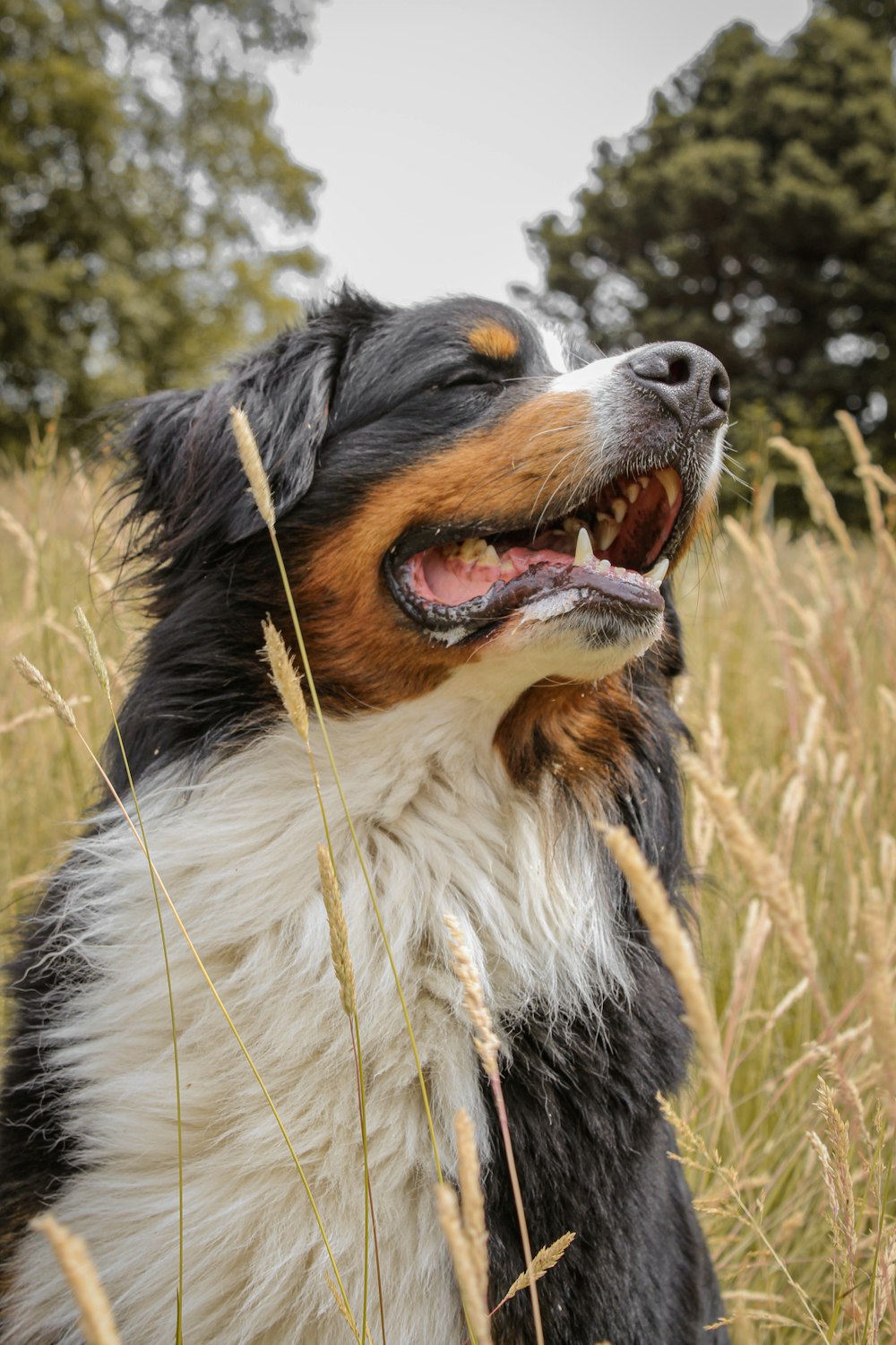 close-up photography black and white dog on green grass during daytime