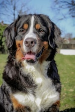 A large, fluffy Bernese Mountain Dog with a black, white, and brown coat is sitting outdoors on a sunny day. The dog has a cheerful expression, with its tongue slightly out and ears perked. The background features green grass and blurred trees.