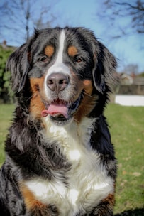 A large, fluffy Bernese Mountain Dog with a black, white, and brown coat is sitting outdoors on a sunny day. The dog has a cheerful expression, with its tongue slightly out and ears perked. The background features green grass and blurred trees.