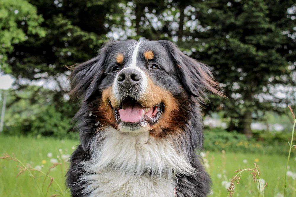 Açık havada duran uzun tüylü üç renkli Bernese Dağ Köpeği