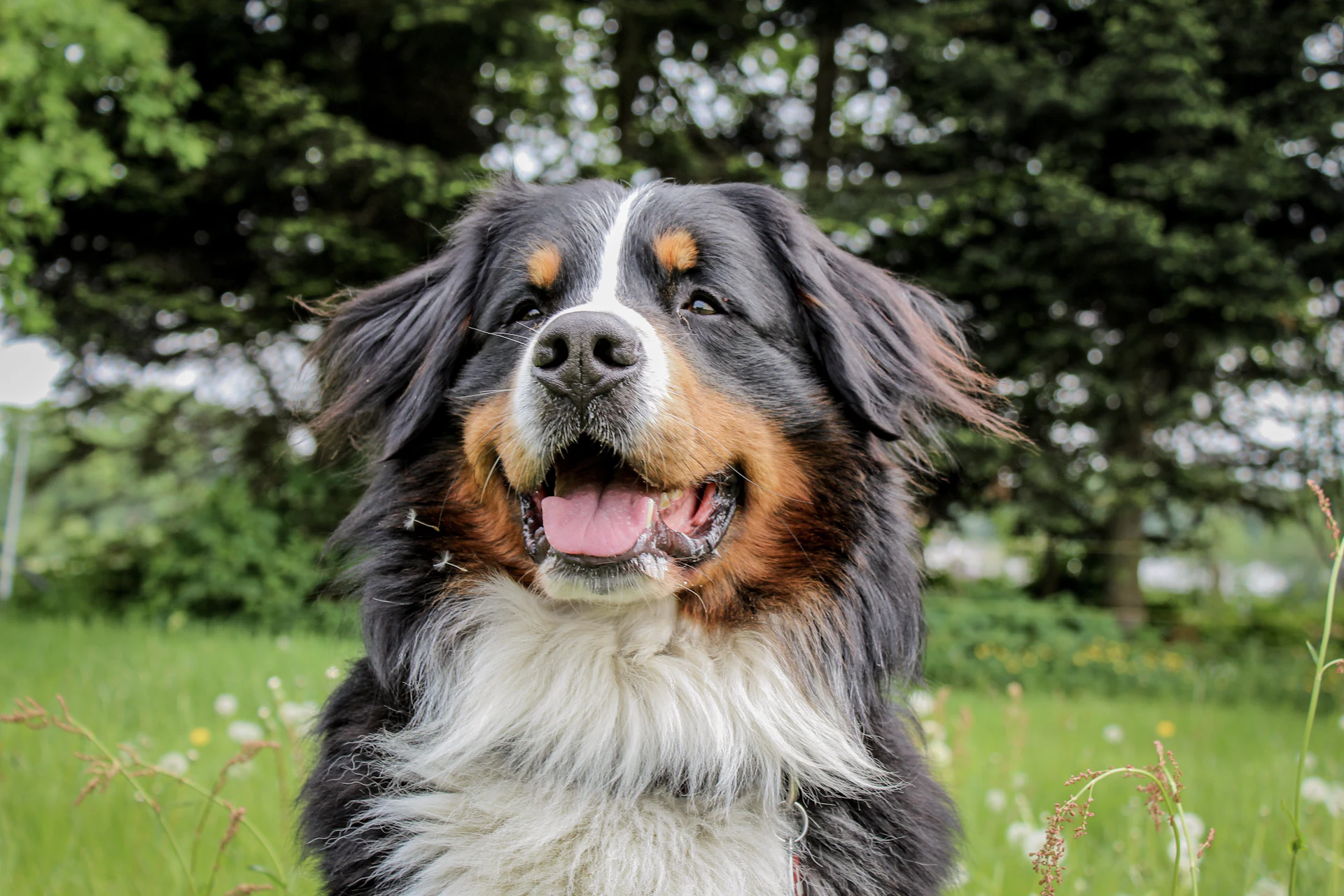 A Bernese Mountain Dog