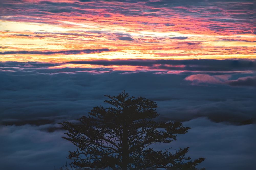 silhouette photo of trees during golden hour