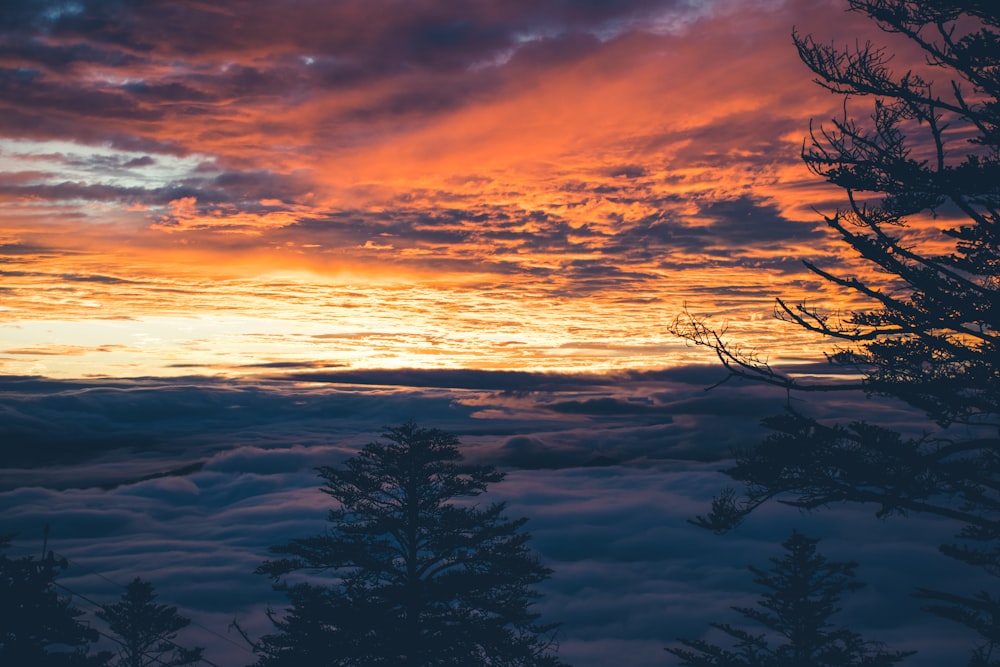 white sea of clouds