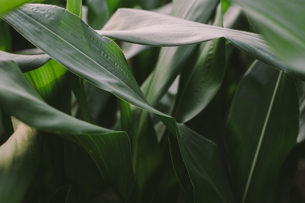 green corn plant