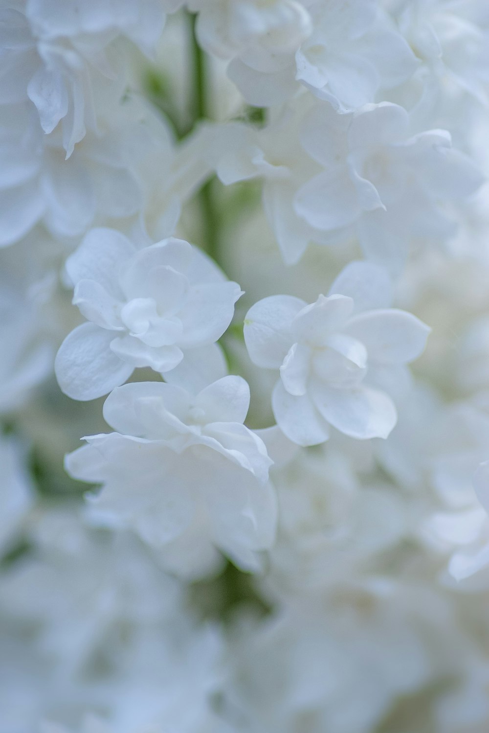 white petaled flower