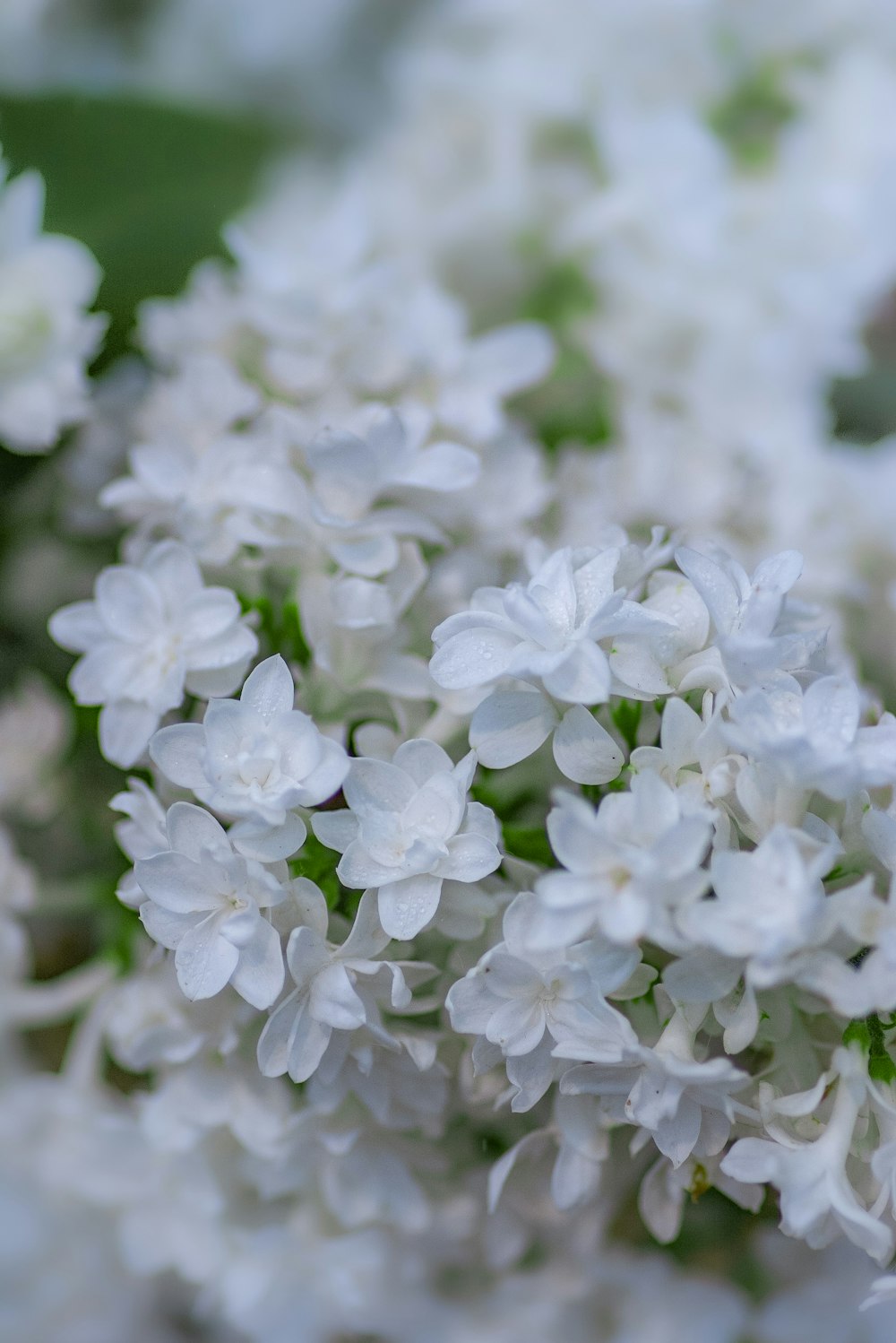 photo of white flowers