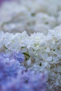 Close-up photo of delicate lavender blossoms with morning dew drops.