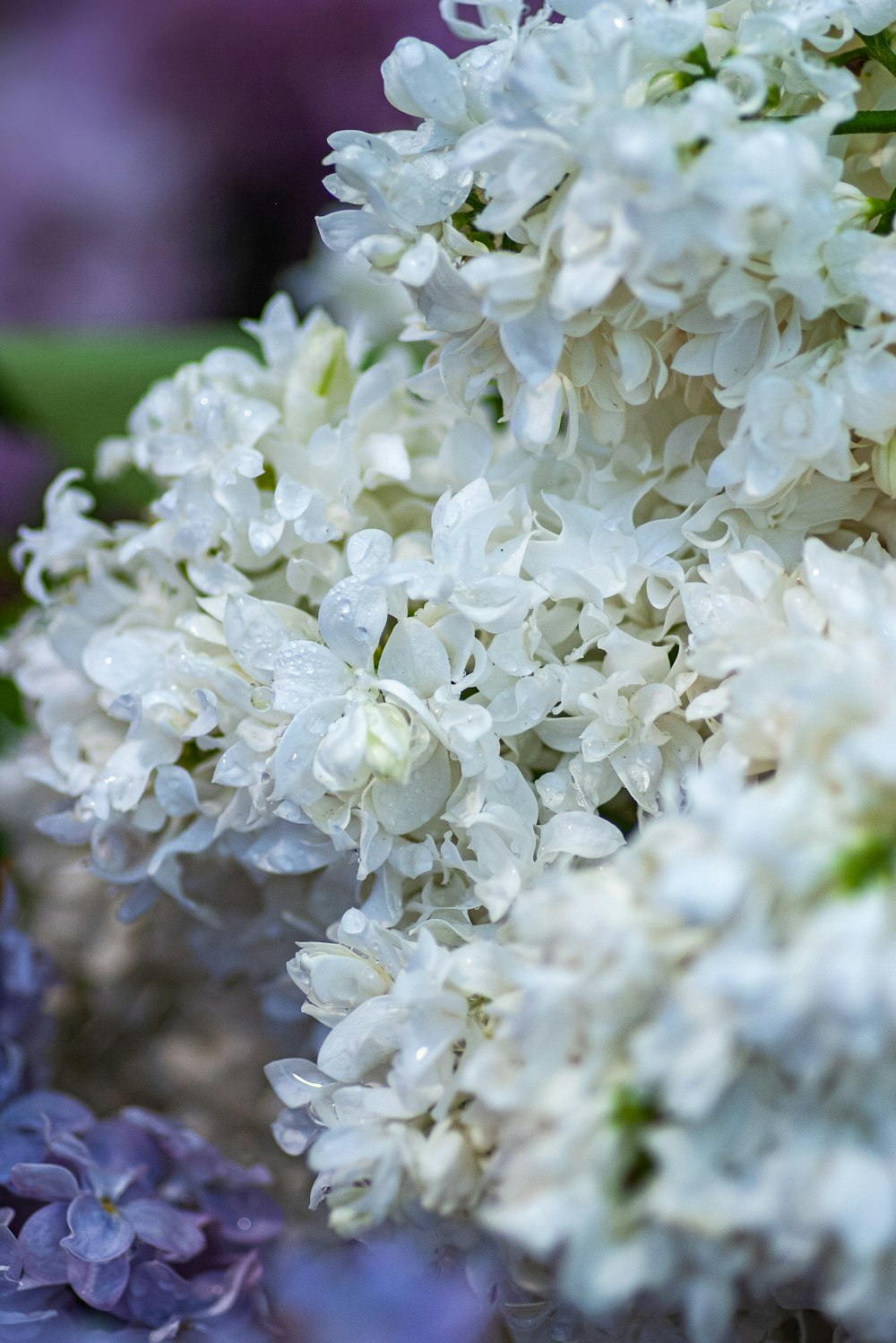 shallow focus photography of white flowers