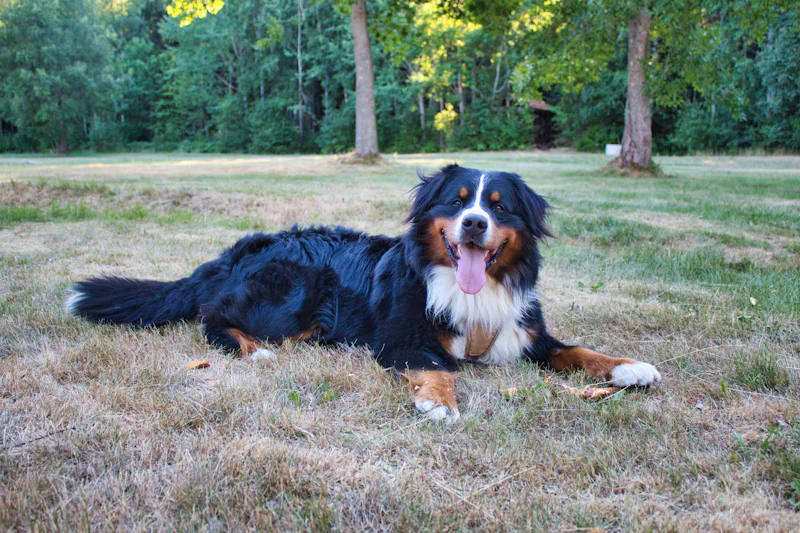 Çim üzerinde uzanan uzun tüylü Bernese Dağ Köpeği