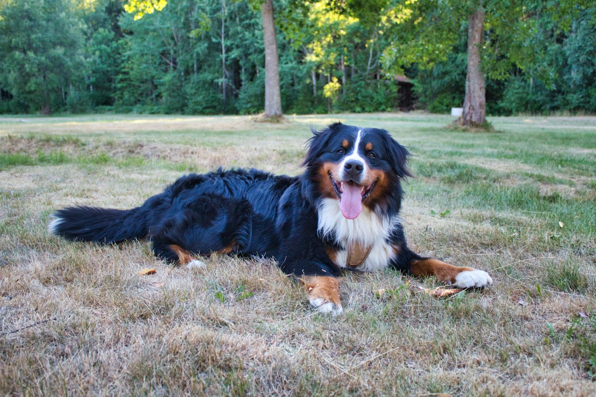 Bernese Mountain Dog adulto deitado na grama de um parque, com a língua de fora