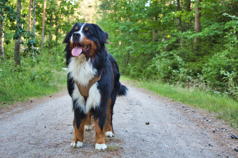 Orman yolunda duran uzun tüylü Bernese Dağ Köpeği