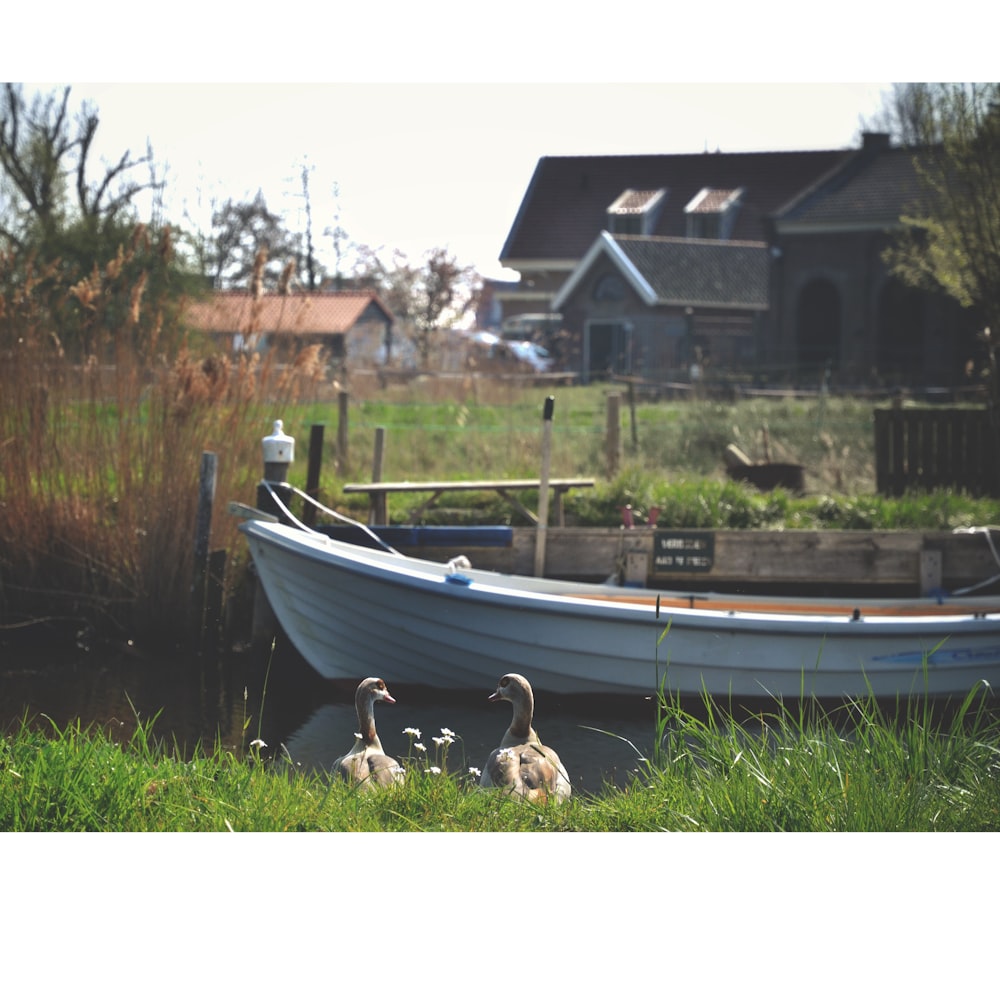 white canoe boat beside of brown wooden boardwalk