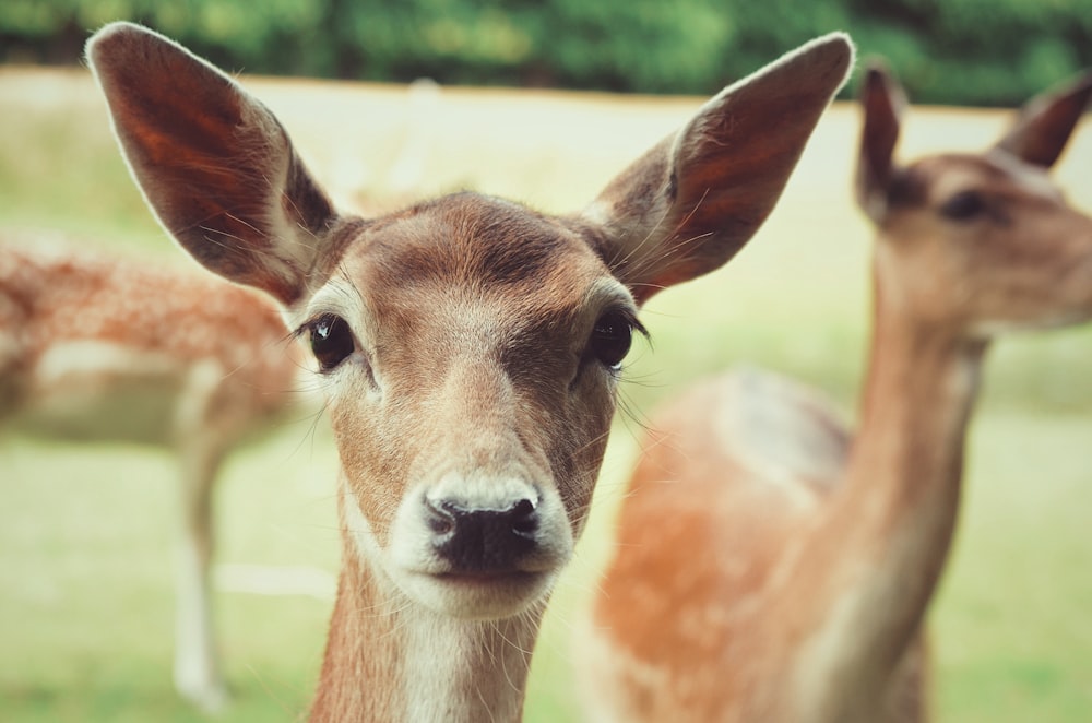 close-up photography of three brown deer on green grass during daytime