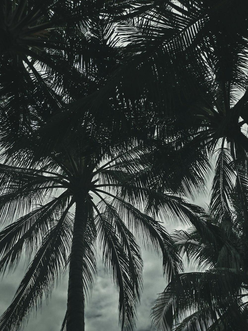 coconut trees at daytime