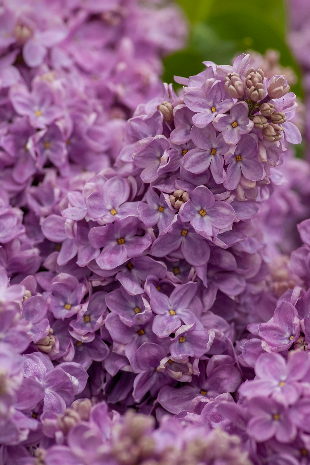 close view of pink lilacs