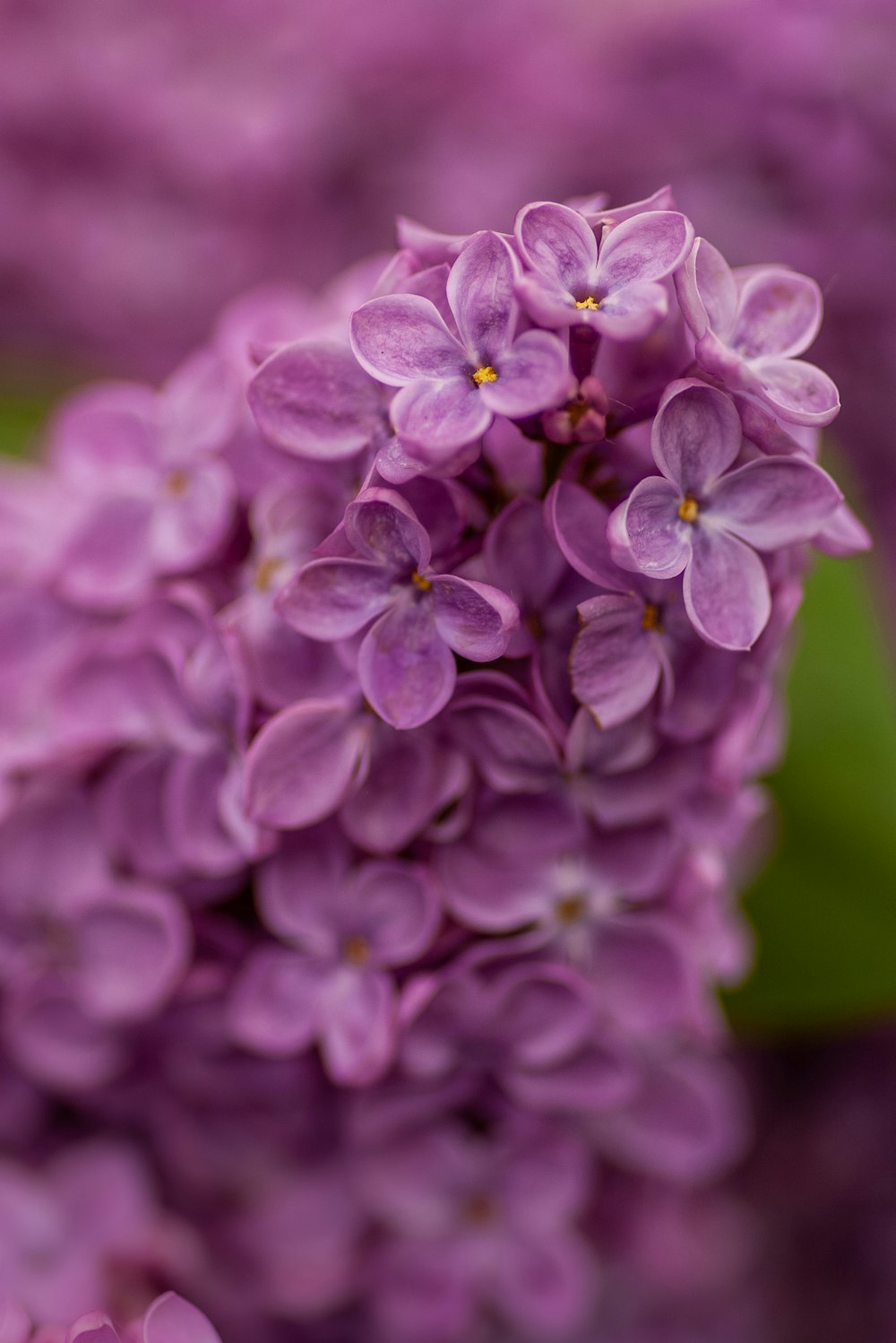 Photographie sélective de la fleur pourpre