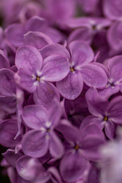 A close-up of a vibrant lilac bouquet with dew drops on petals.