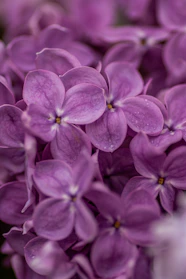 A close-up of a vibrant lilac bouquet with dew drops on petals.