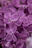A close-up of a vibrant lilac bouquet with morning dew drops on the petals.