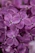 A close-up of a vibrant lilac bouquet with morning dew drops on the petals.