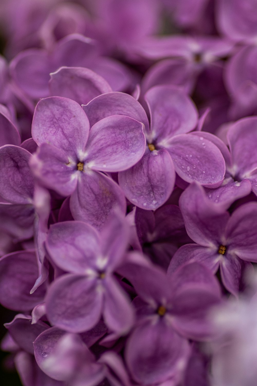 fotografia em close-up de flores de pétalas roxas
