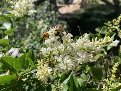 Close-up of bees gathering nectar from wildflowers in a sunlit meadow.