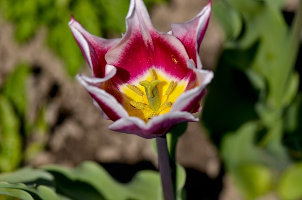 selective focus photography of red and yellow petaled flower