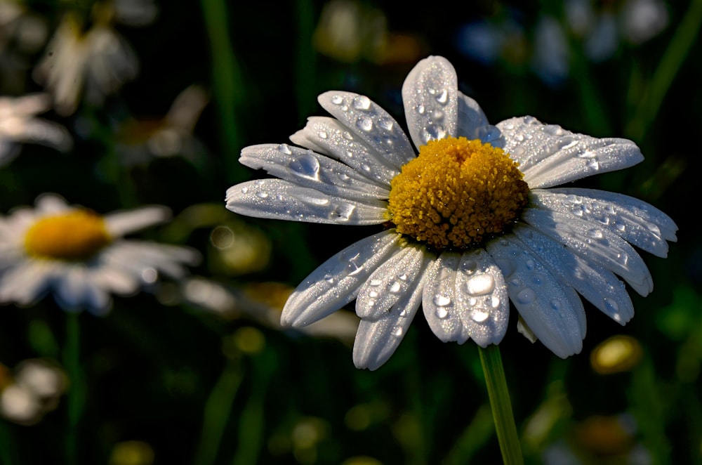 of Daisy flower