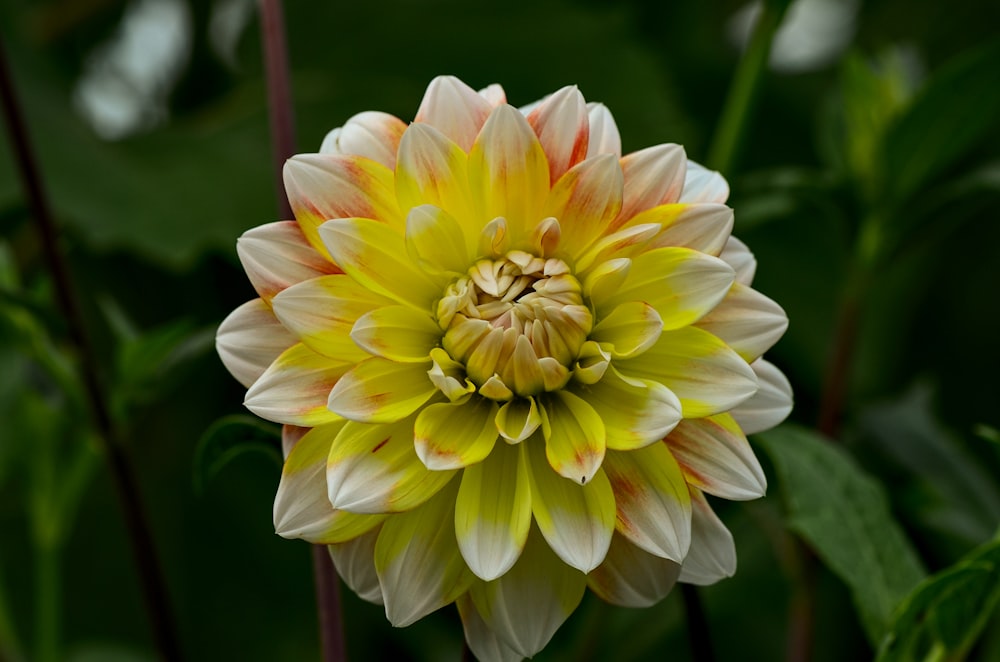 yellow petaled flower close-up photography