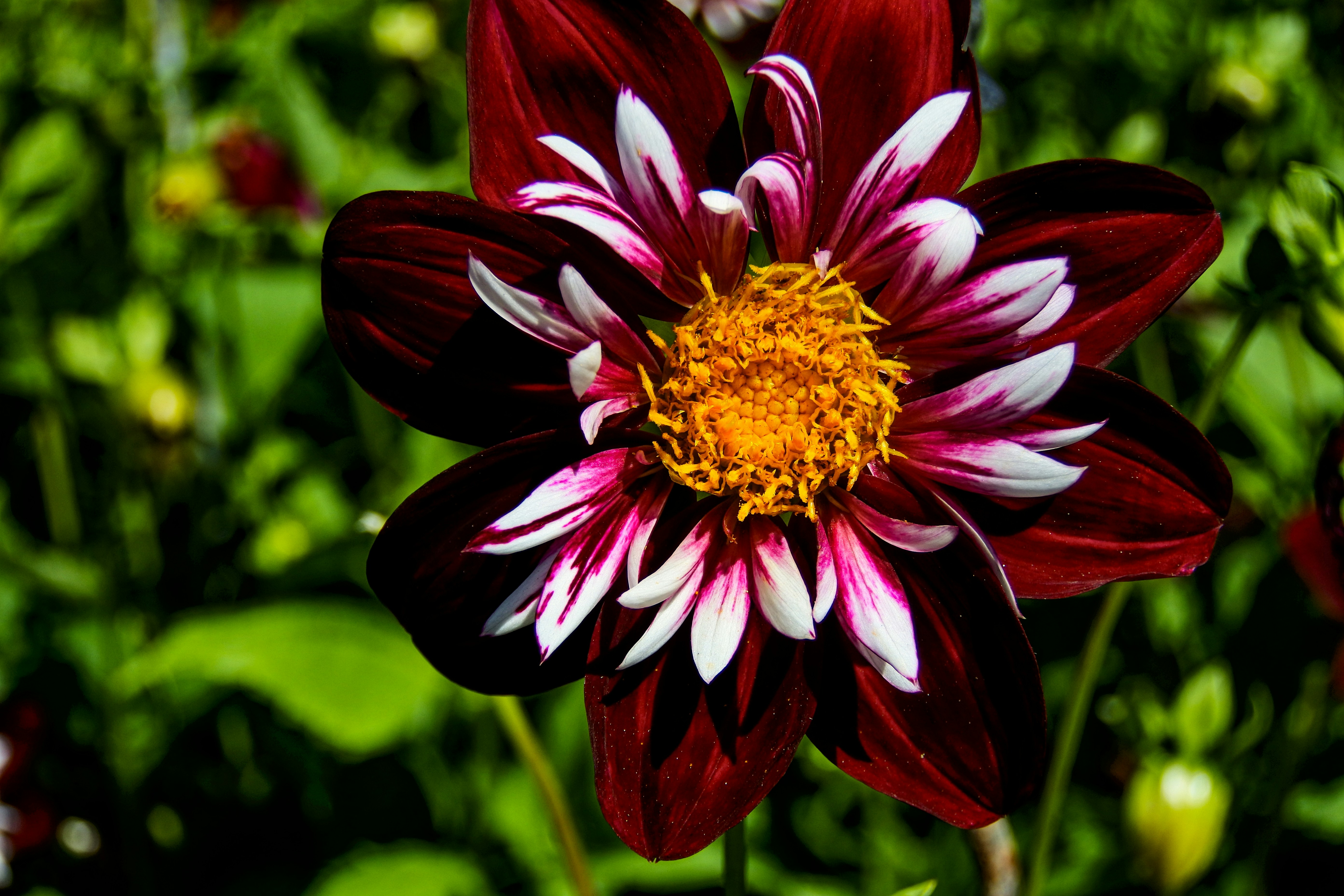 Photo by walter46
