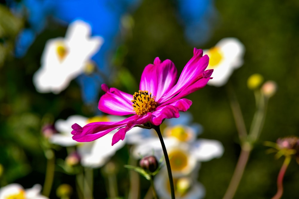 selective focus photography of pink petaled flower