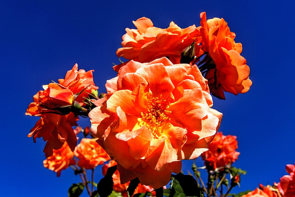 pink-petaled flower