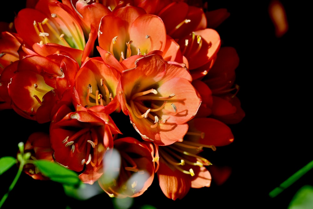 close view of orange encrusted flower