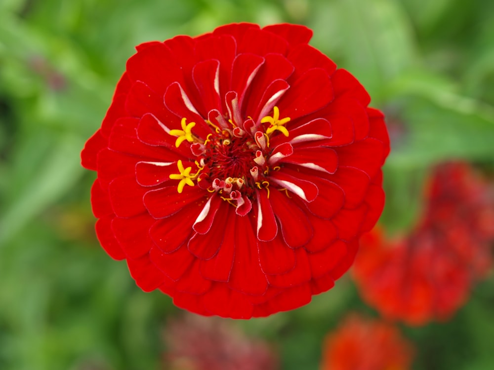 selective focus photography of red petaled flower
